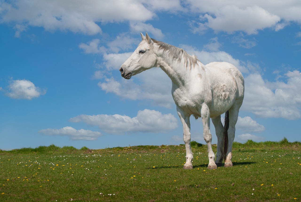 onde urto equine